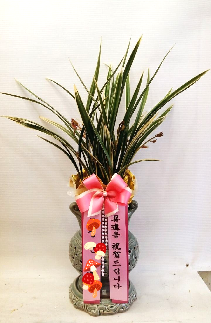 동양란(황룡금)