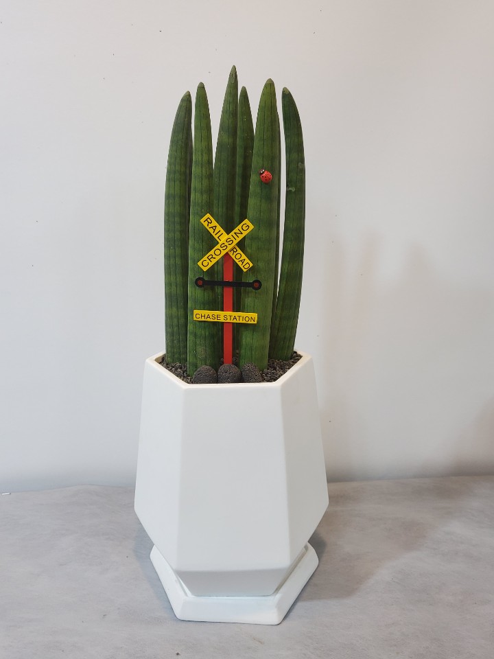 선인장,문샤인,스투키